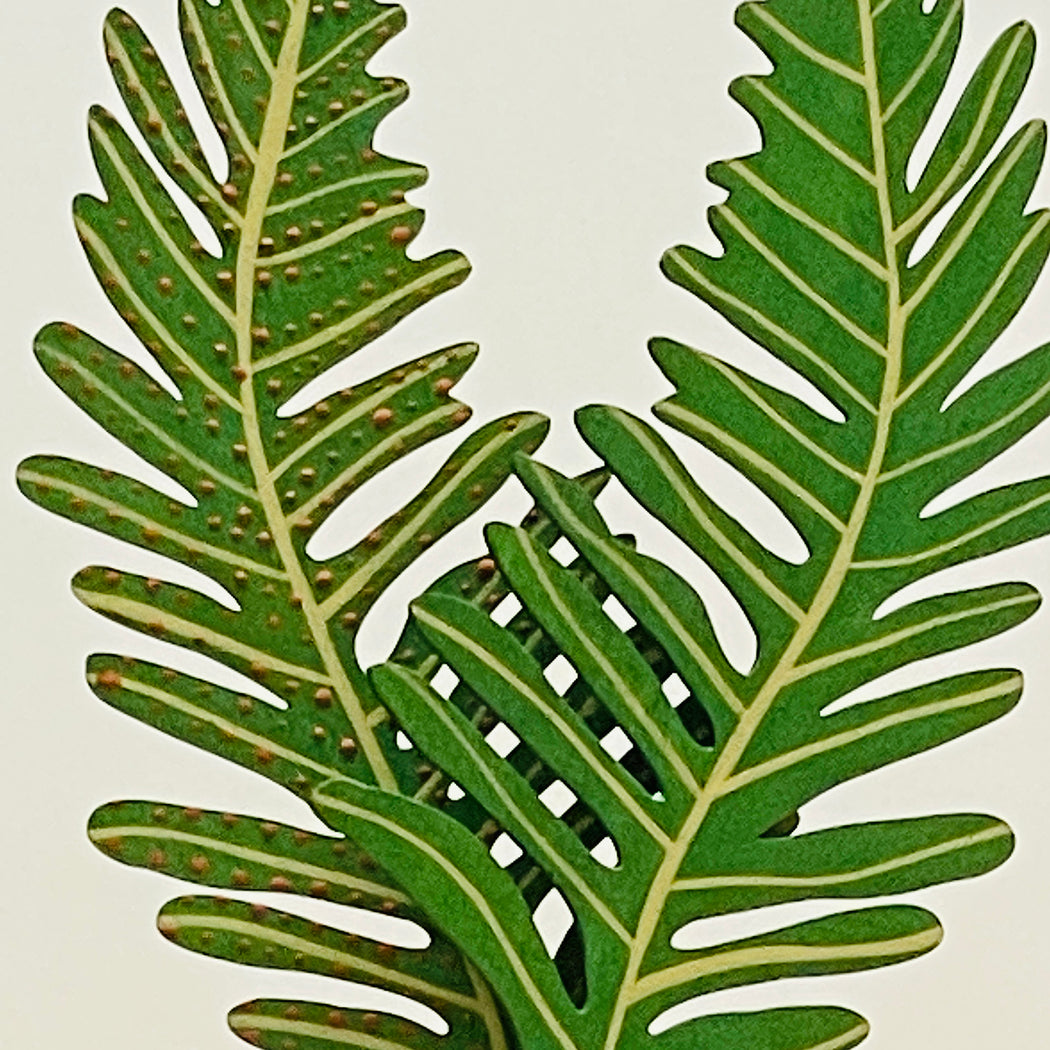 FOREVER FLOWER - FERN FROND